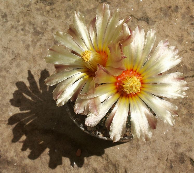 Astrophytum asterias 2