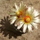 Astrophytum asterias 2