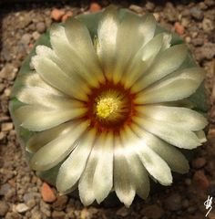 Astrophytum asterias Hybrid