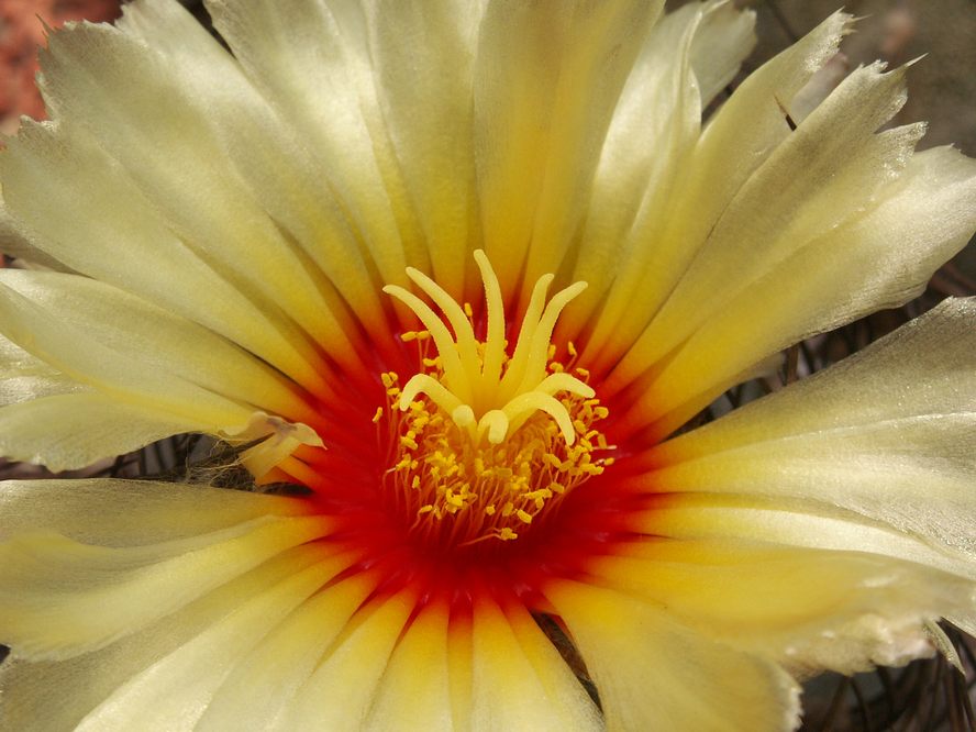 Astrophytum capricorne 1