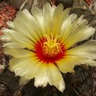 Astrophytum capricorne 2