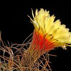 Astrophytum capricorne