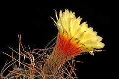 Astrophytum capricorne