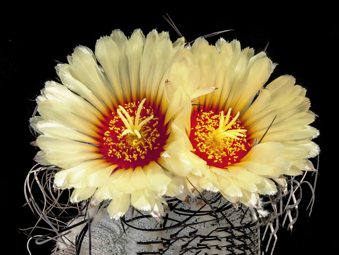 Astrophytum capricorne