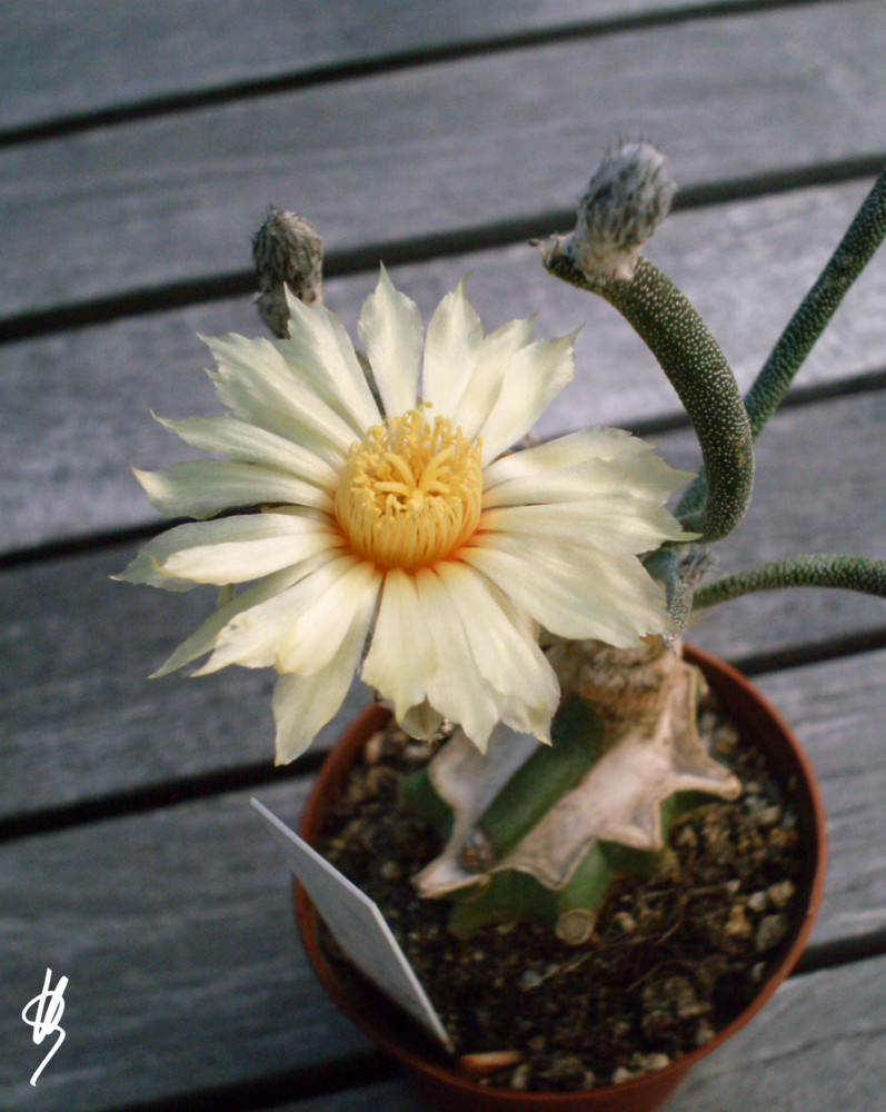 Astrophytum caput-medusae