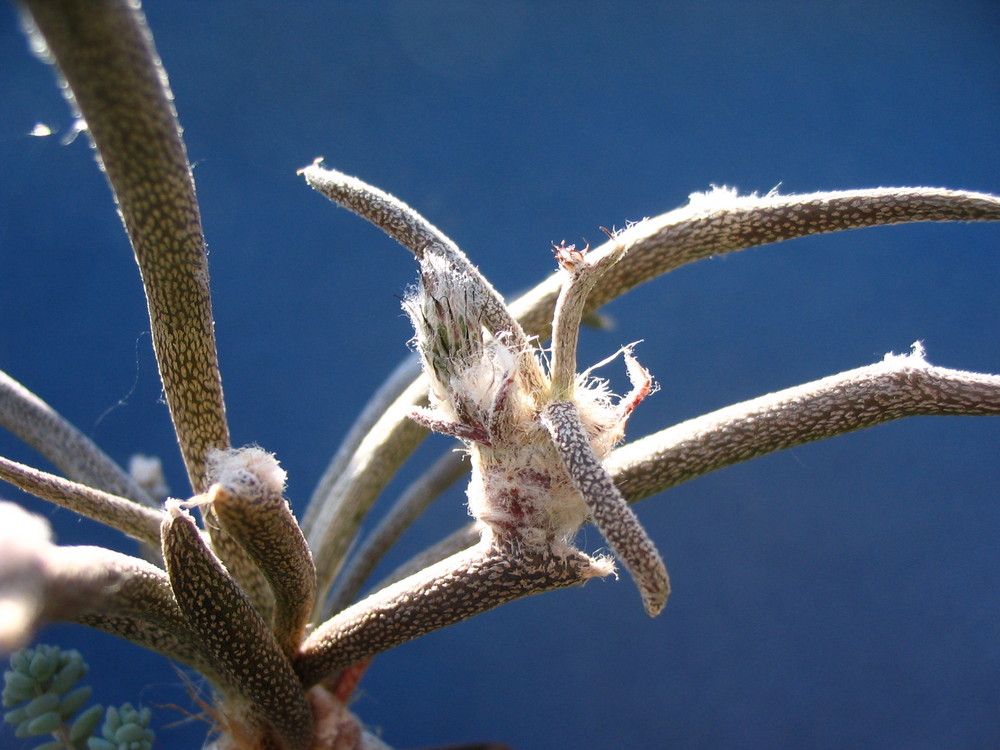 Astrophytum caput-medusae