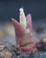 Astrophytum caput-medusae - Sämling