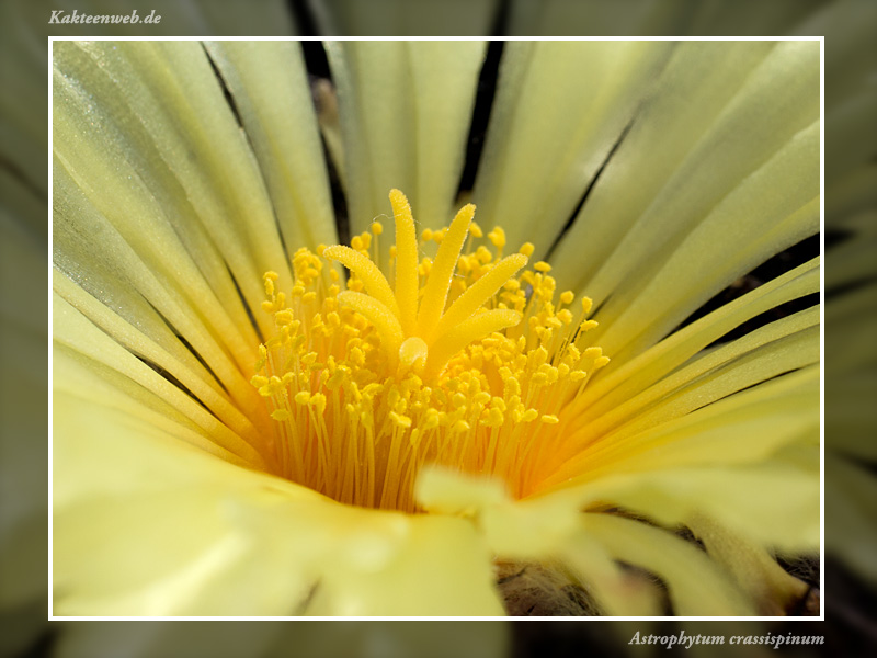 Astrophytum crassispinum