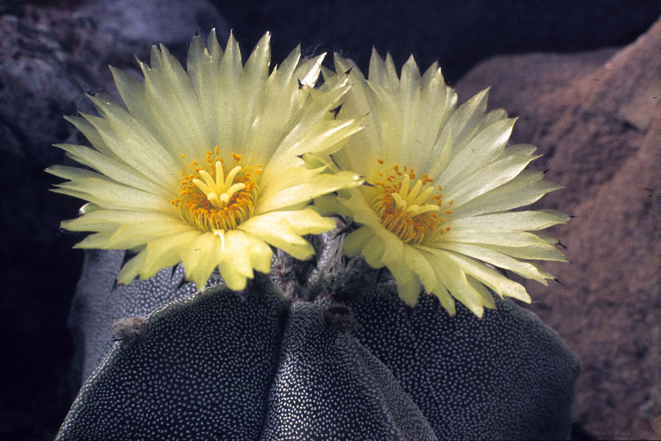 Astrophytum miriostigma.