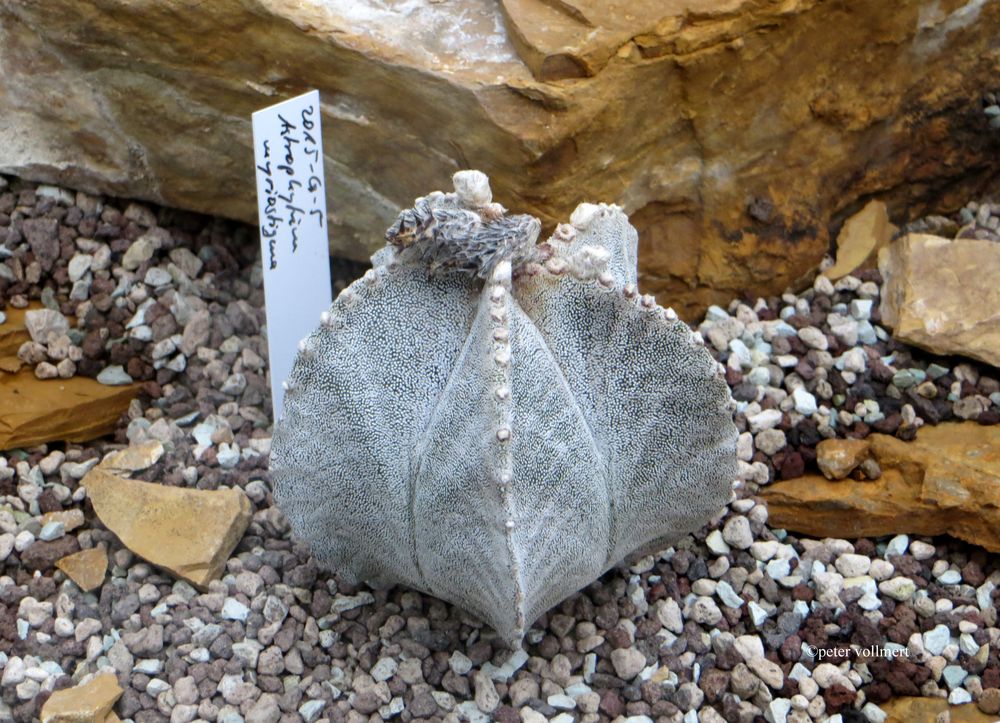 Astrophytum myriostigma