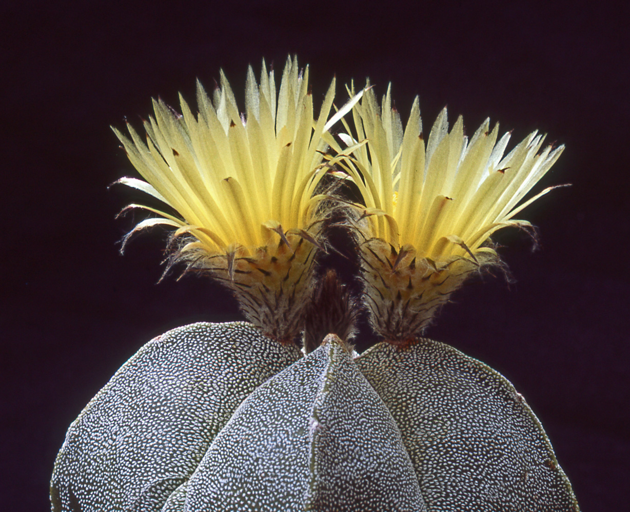 Astrophytum myriostigma