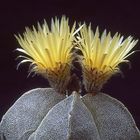 Astrophytum myriostigma