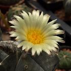 astrophytum myriostigma