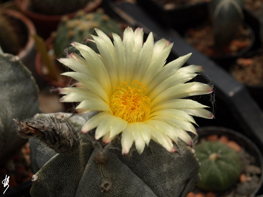 astrophytum myriostigma