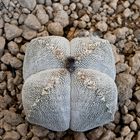 Astrophytum myriostigma