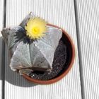 astrophytum myriostigma