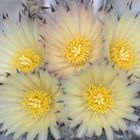 Astrophytum myriostygma 2