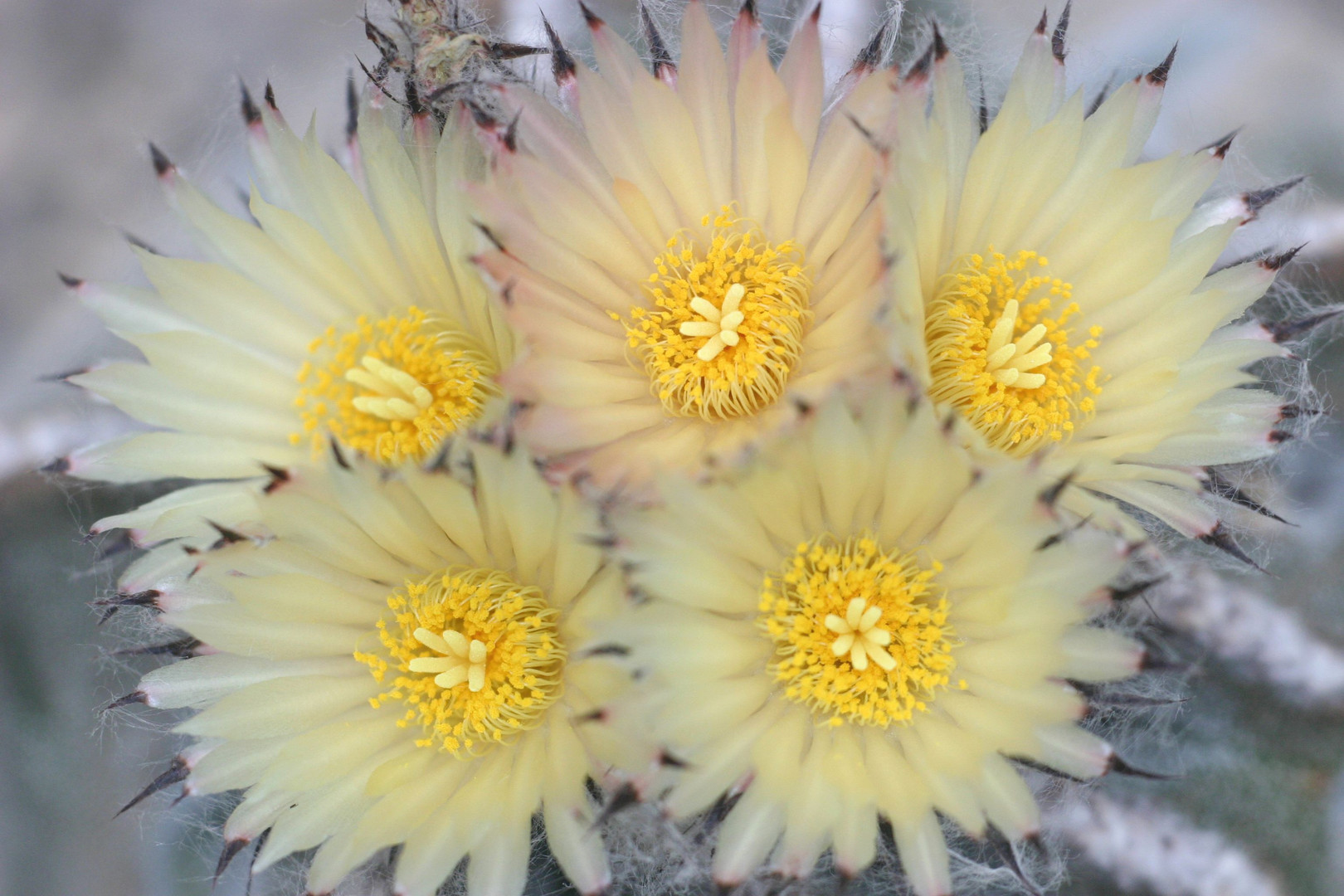 Astrophytum myriostygma