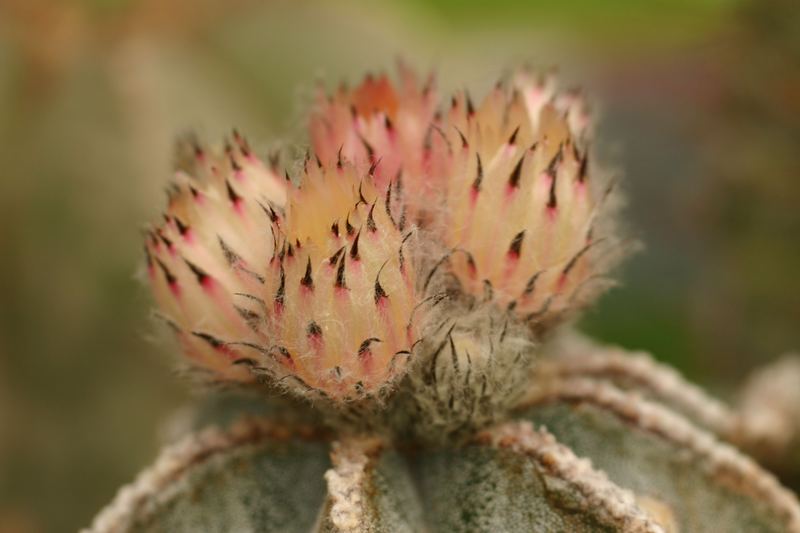 Astrophytum myriostygma