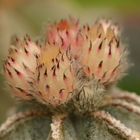 Astrophytum myriostygma