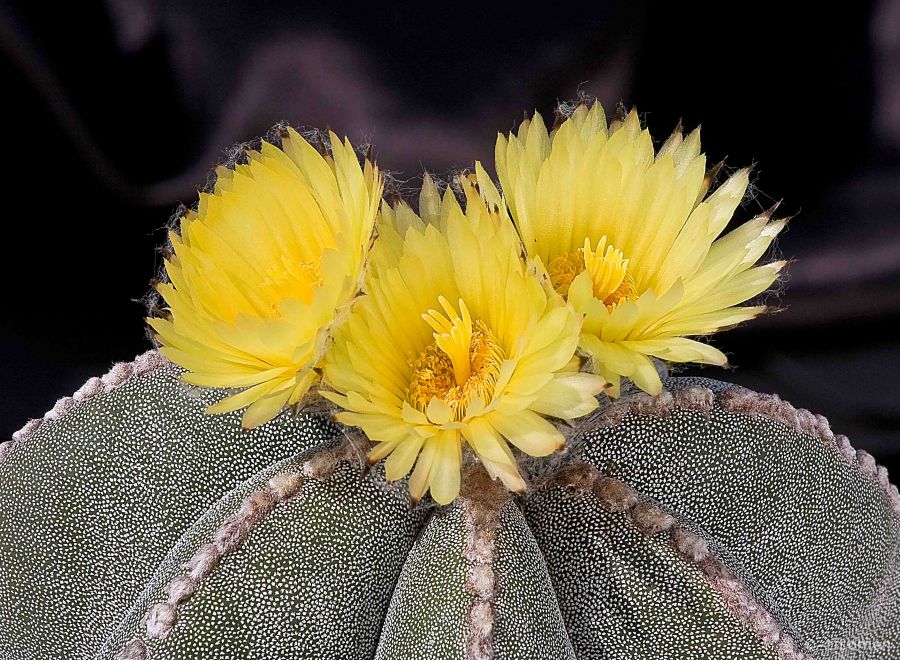 Astrophytum Myrostigma Messico