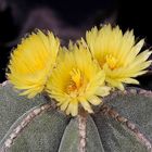 Astrophytum Myrostigma Messico