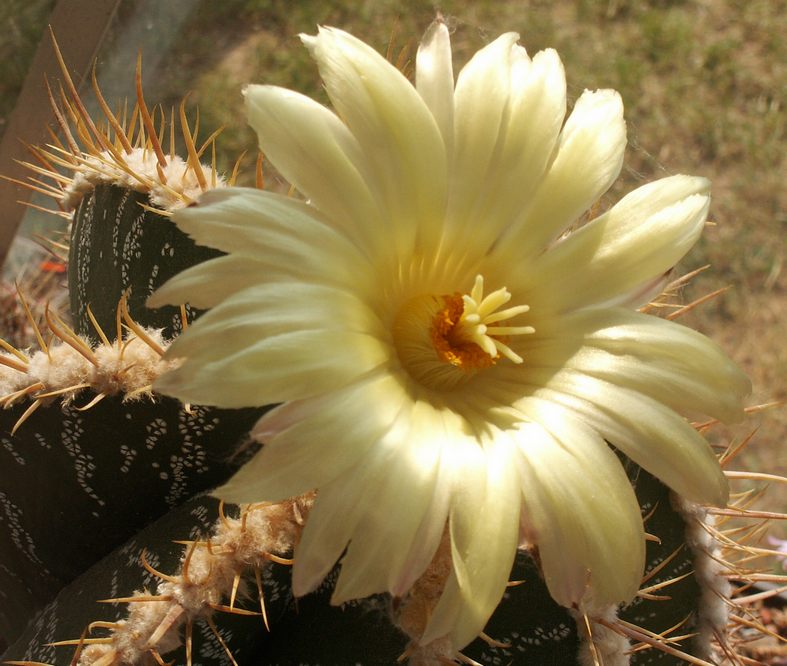 Astrophytum ornatum