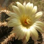 Astrophytum ornatum