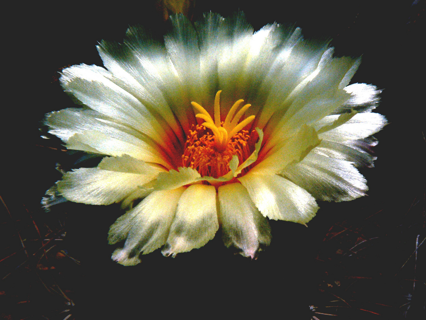 Astrophytum Senile