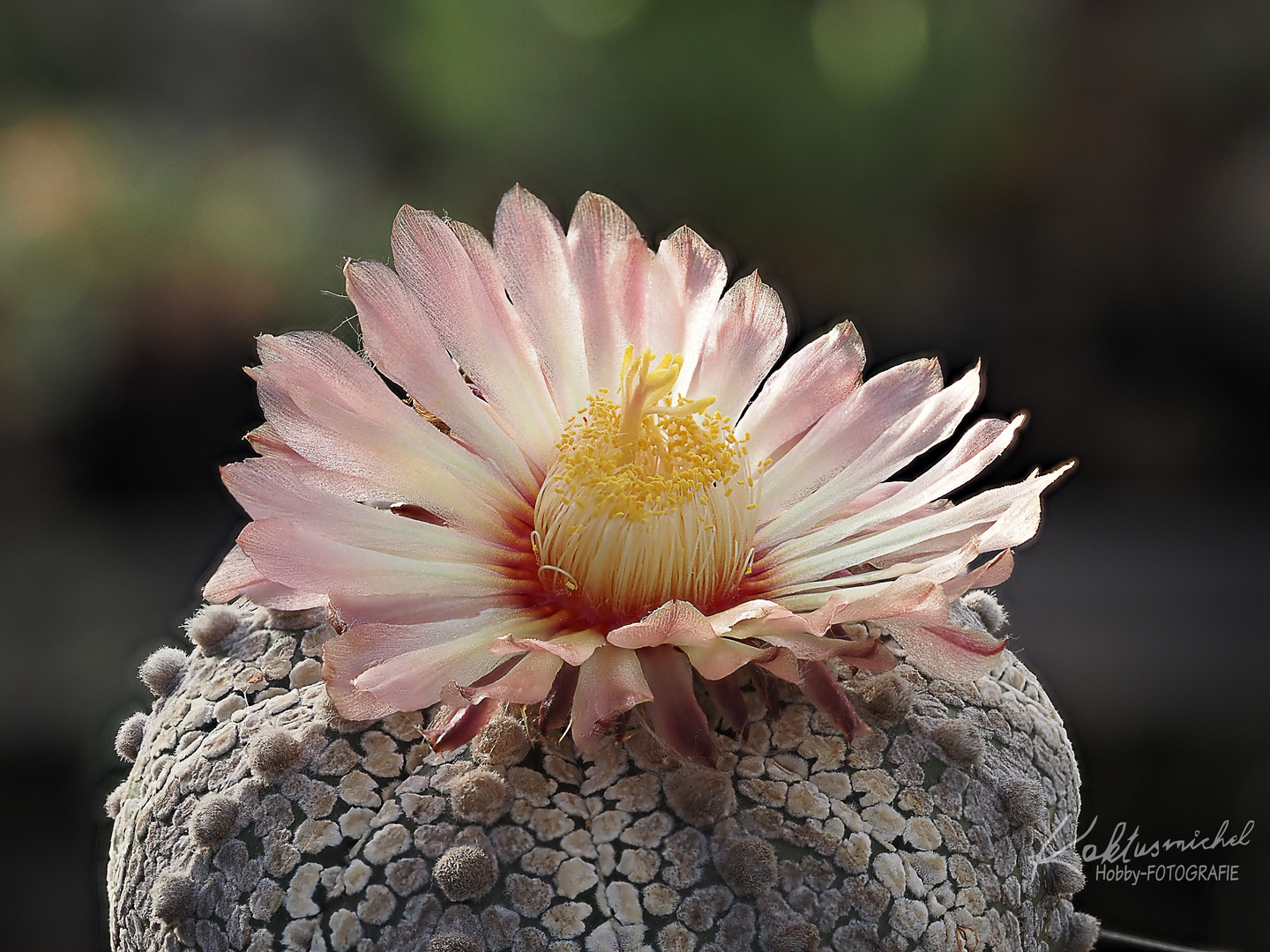 Astrophytum Super Kabuto