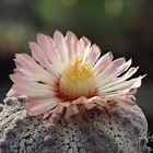 Astrophytum Super Kabuto