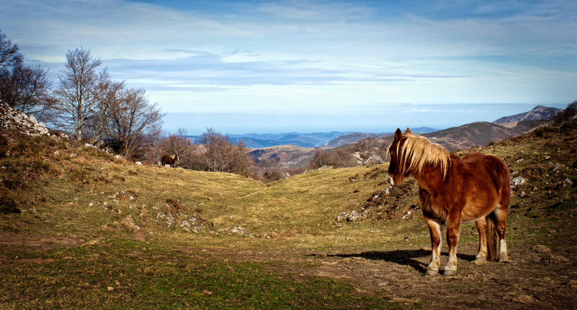 Asturcones