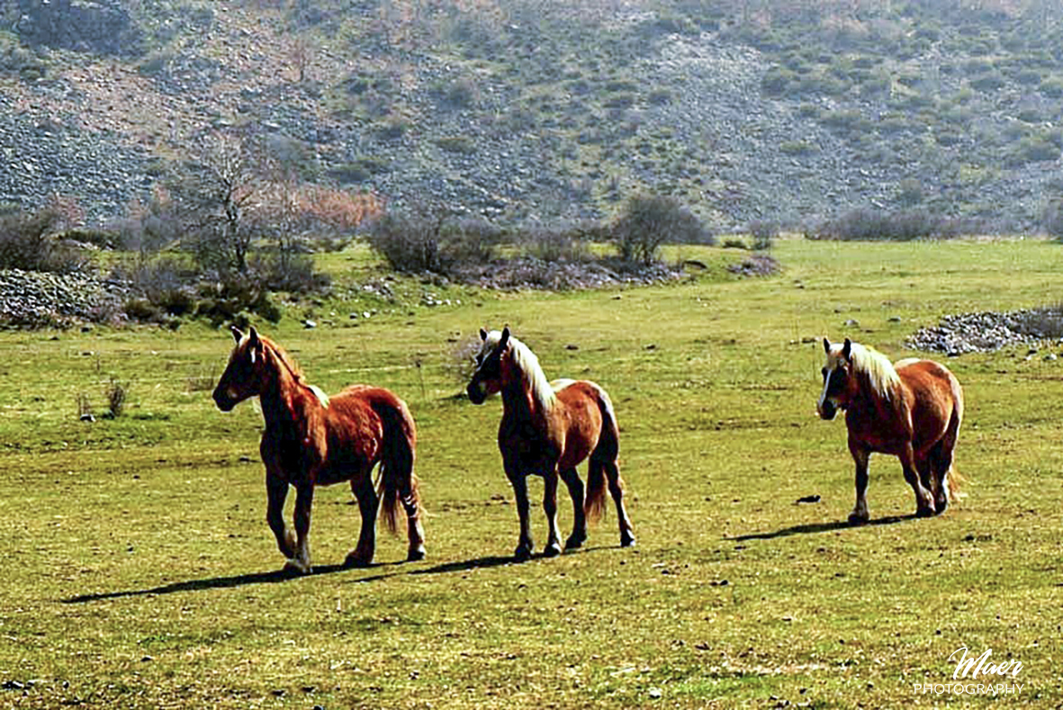 Asturcones.