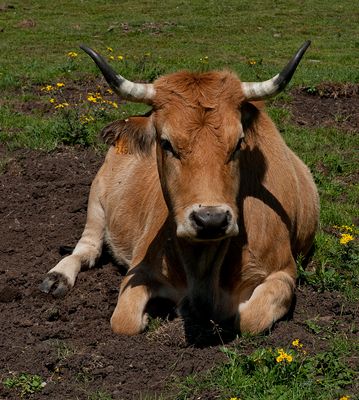 Asturiana de pura cepa