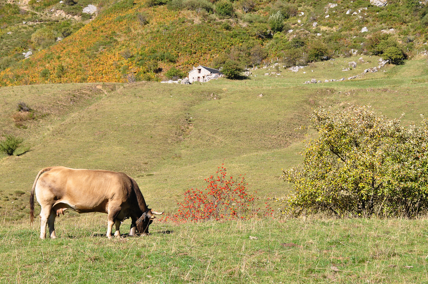 Asturias