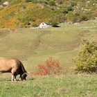 Asturias