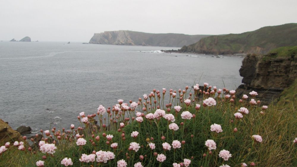 ASTURIAS JARDIN NATURAL II