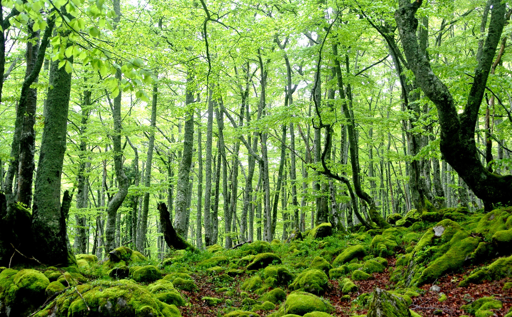 Asturias_Bosque atlántico