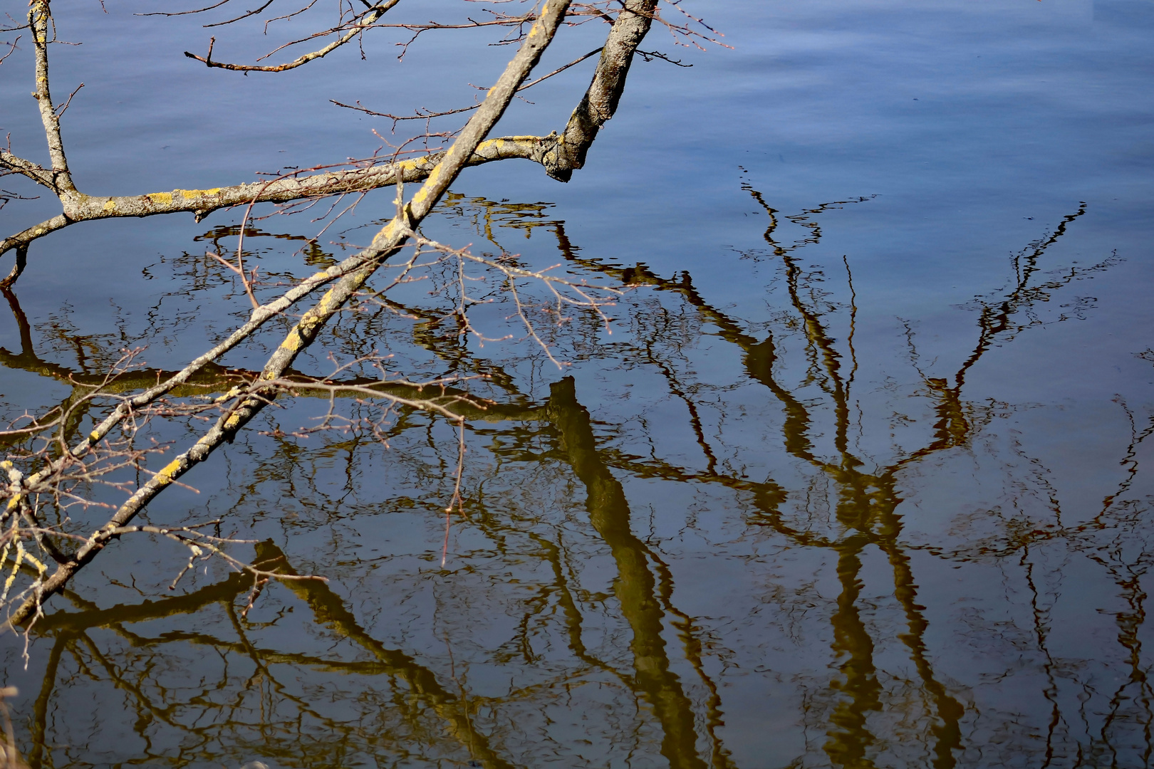 Astwerk spiegelt sich im See