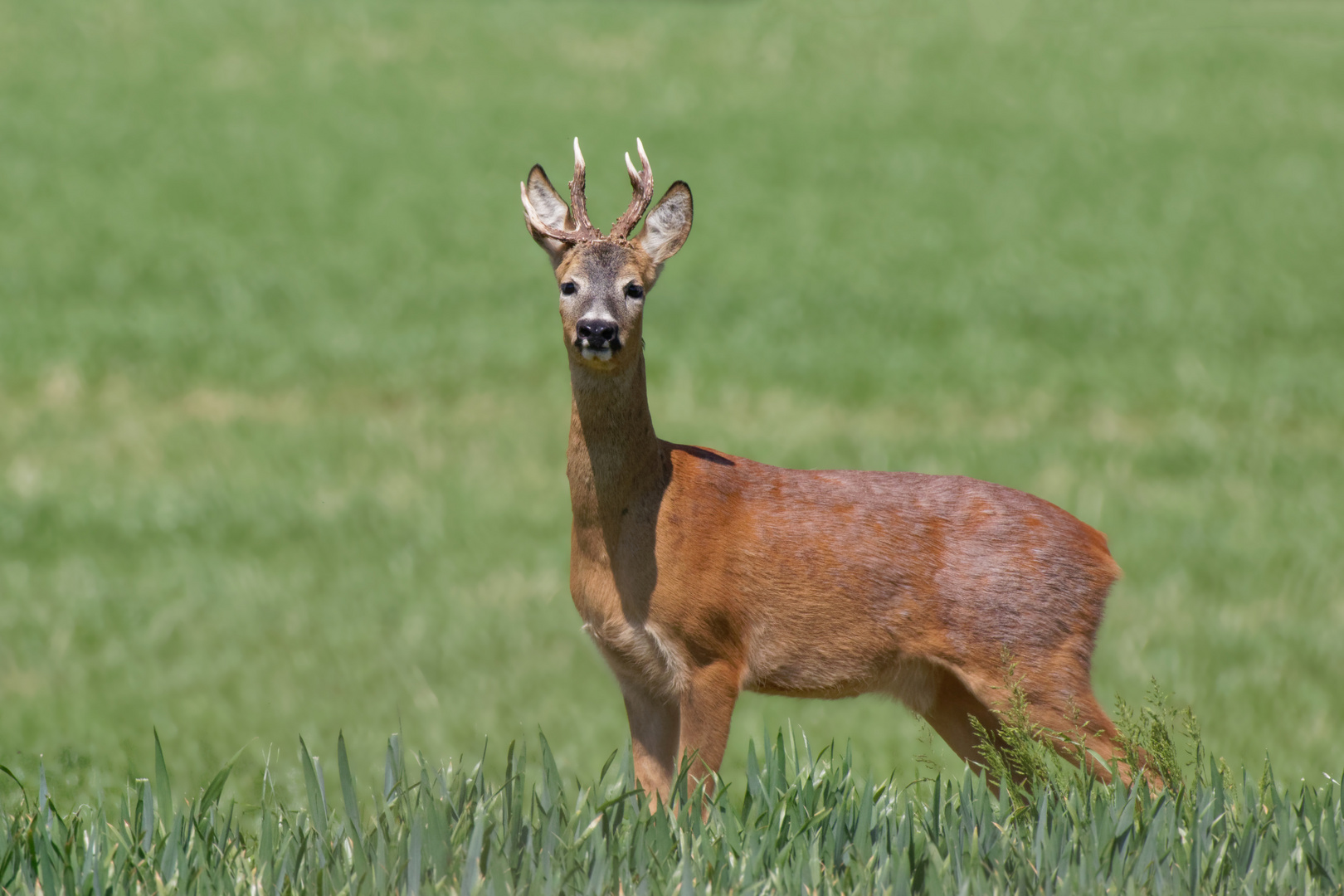 Asymetrisch... Rehbock (Capreolus capreolus)