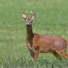 Asymetrisch... Rehbock (Capreolus capreolus)