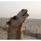 at a camel farm near Dubai