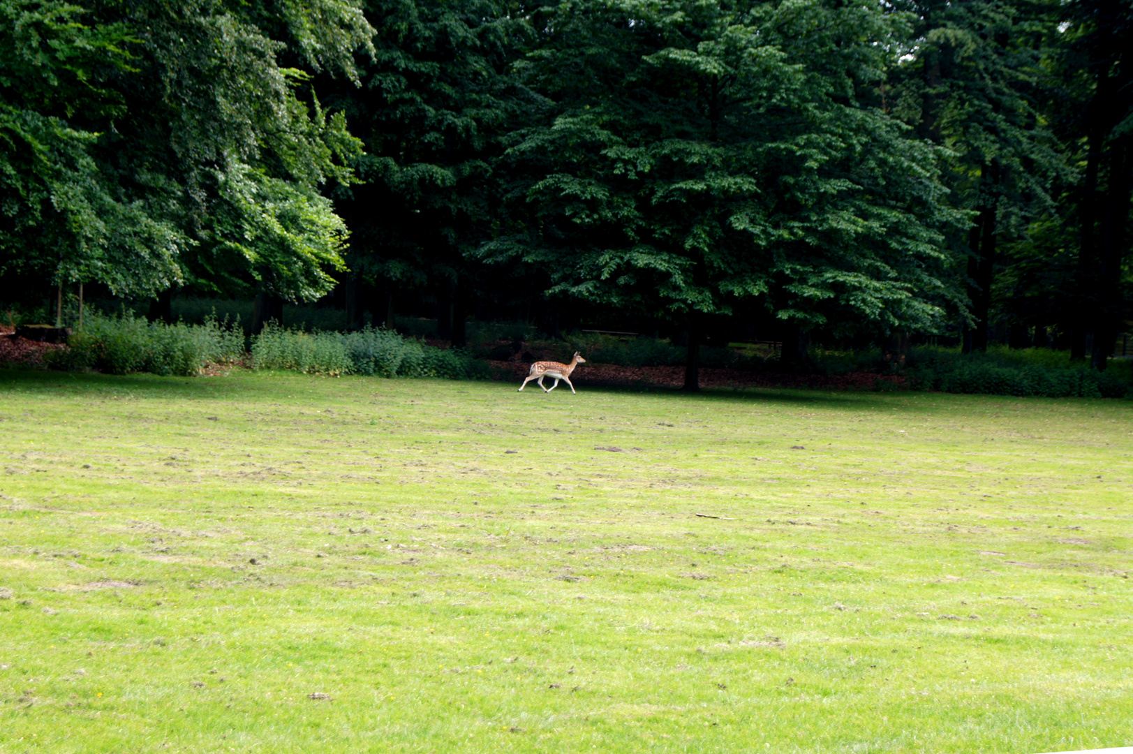 at a gallop