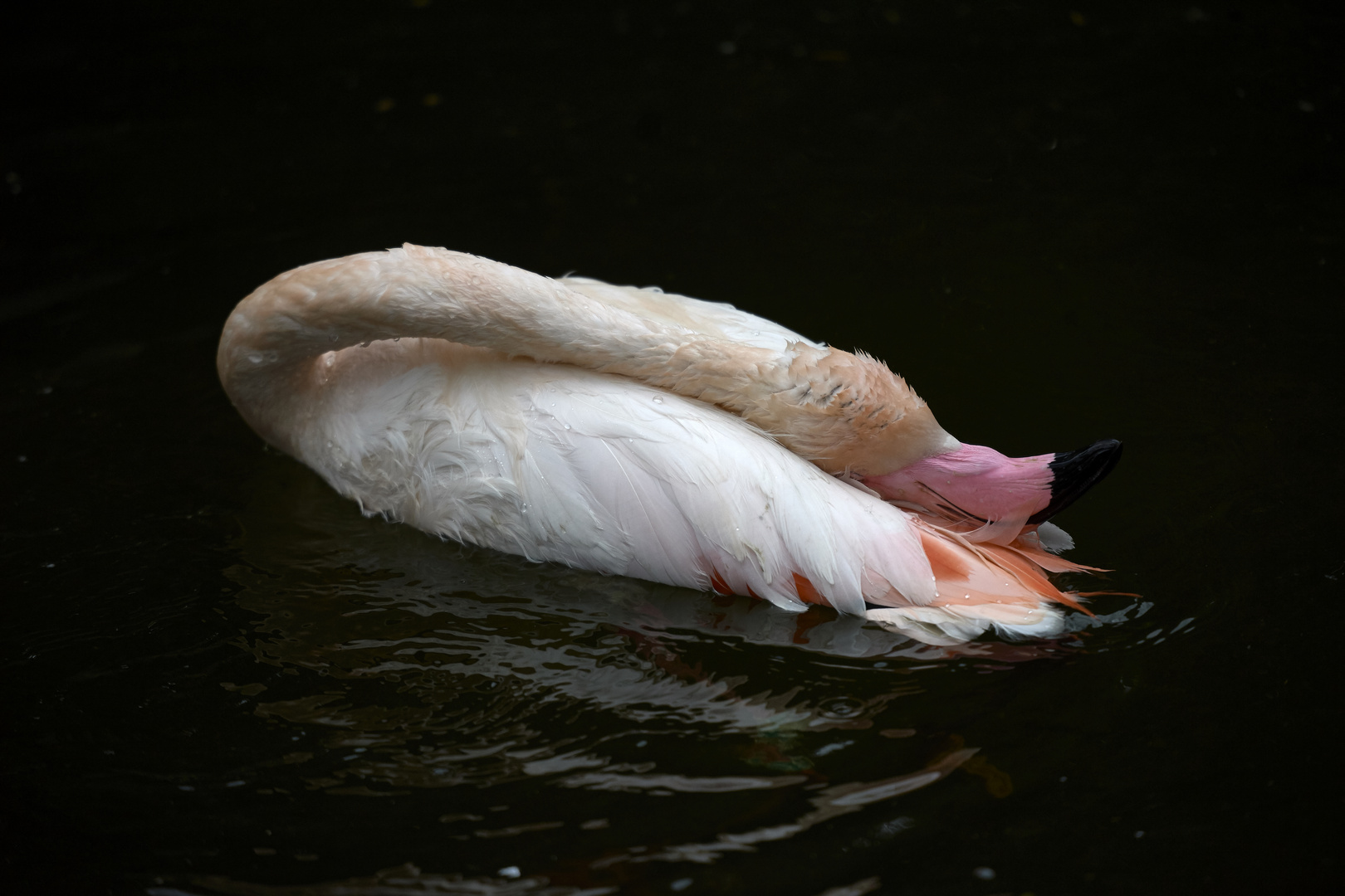 At Bath-one-Bird