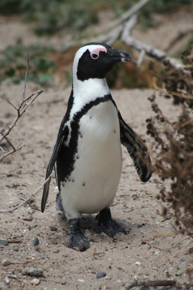 at boulders beach