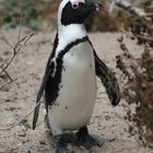 at boulders beach