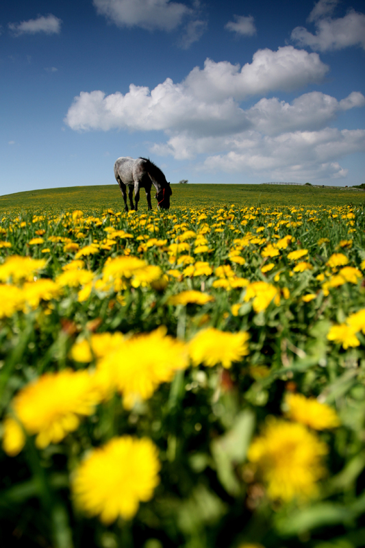 At grazing dandelions