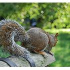 At Green Park/London the squirrels are very friendly :)