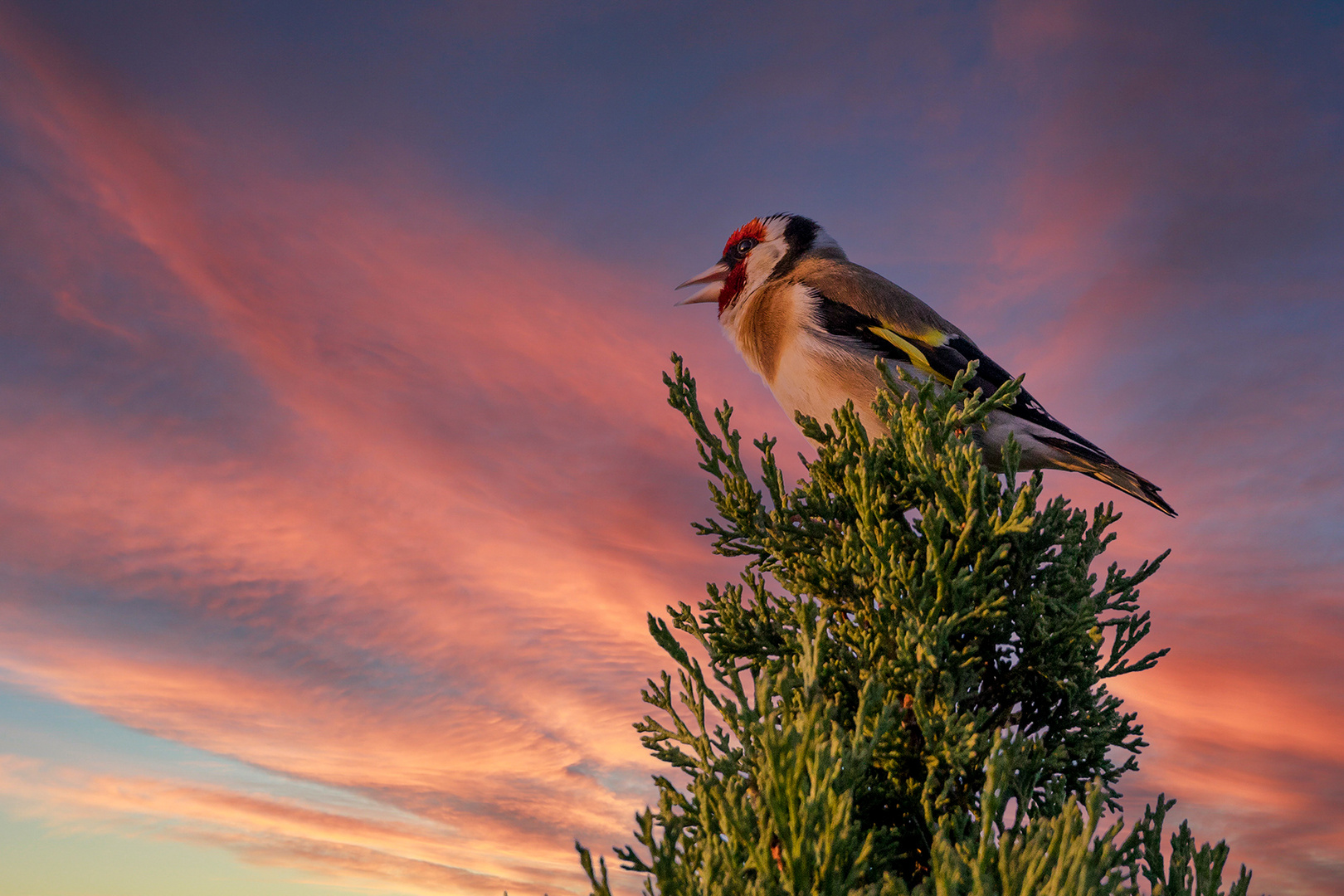 AT-Himmel-Stieglitz