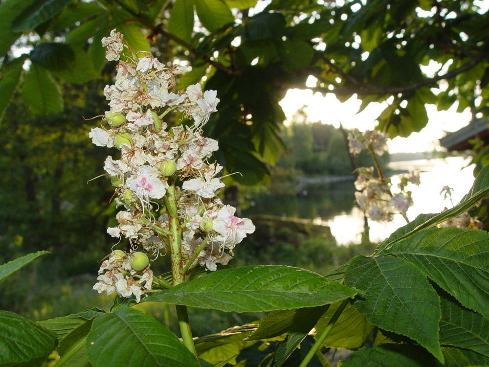 At Home in Early June